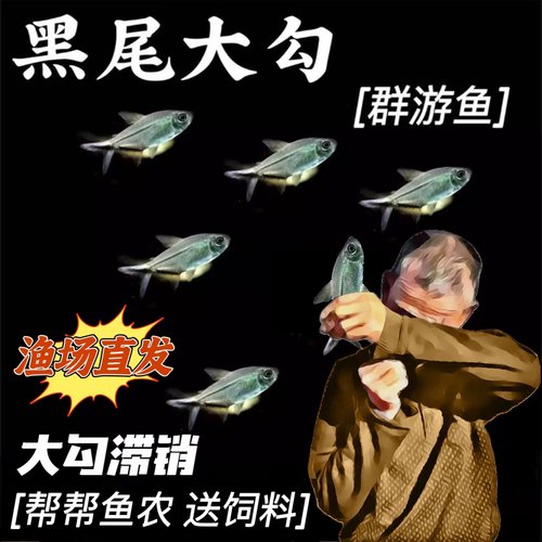 草缸群游鱼黑尾大勾新手皮实好养