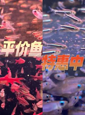 热带鱼红背铅笔红黑灯管火焰鳍长尾红樱桃鱼金条灯柠檬红大勾扯旗