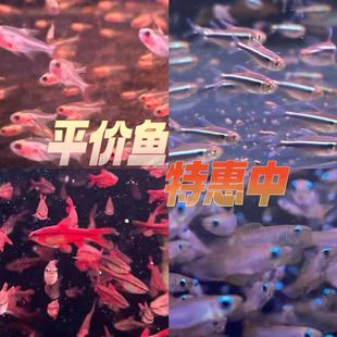 热带鱼红背铅笔红黑灯管火焰鳍长尾红樱桃鱼金条灯柠檬红大勾扯旗