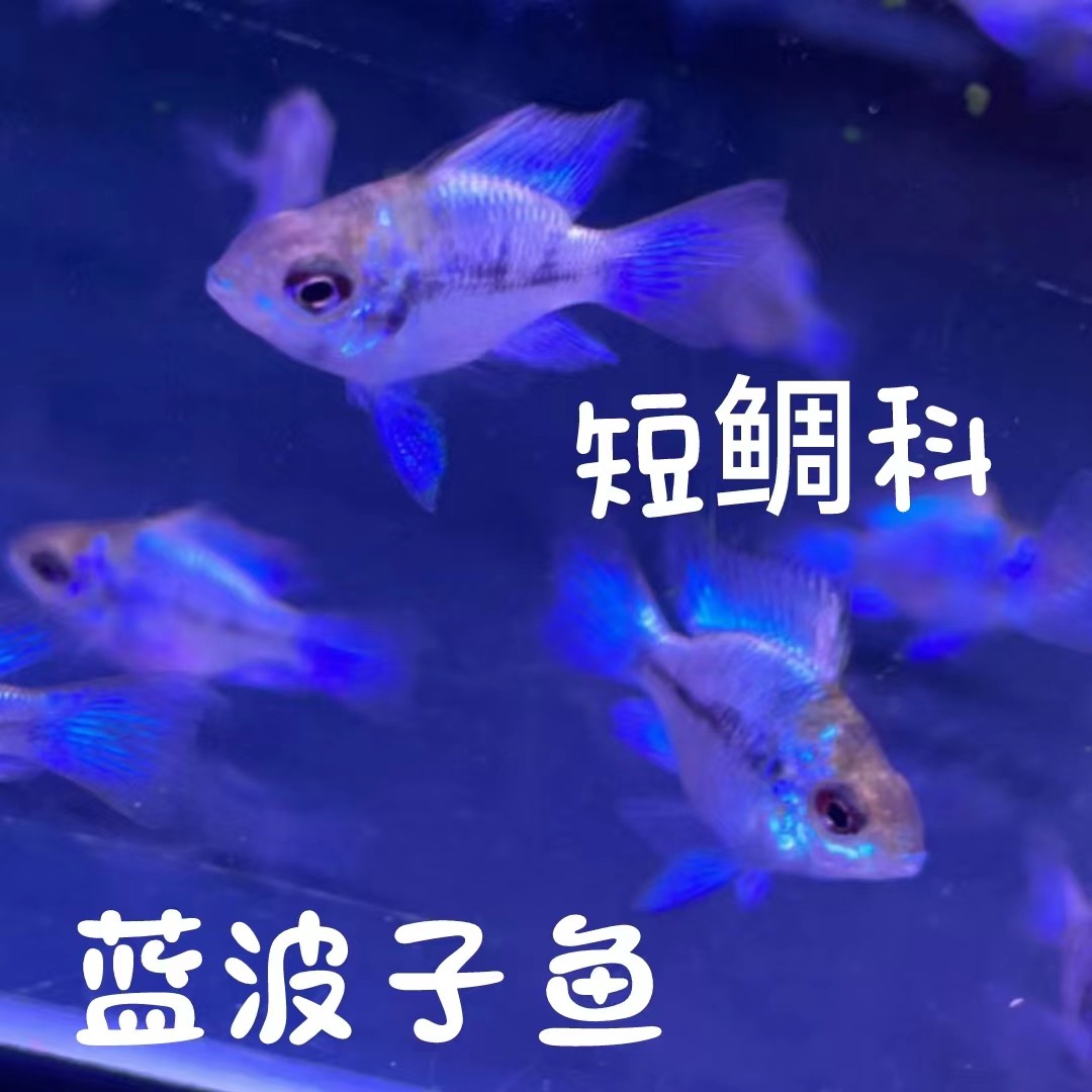 蓝波子阿凡达短调宝蓝球鱼草缸图片