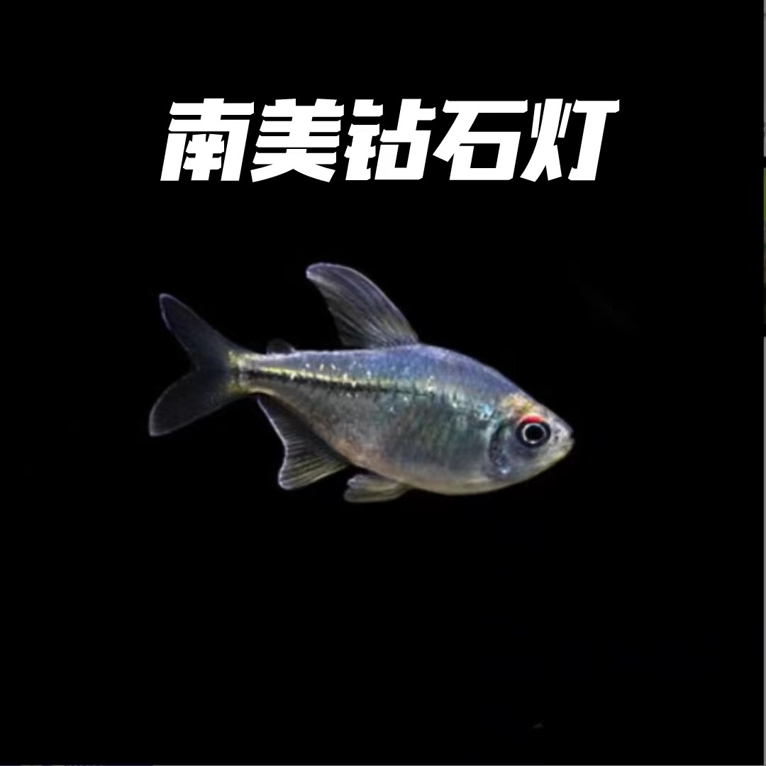 南美钻石灯鱼进口鱼高端鱼闪亮