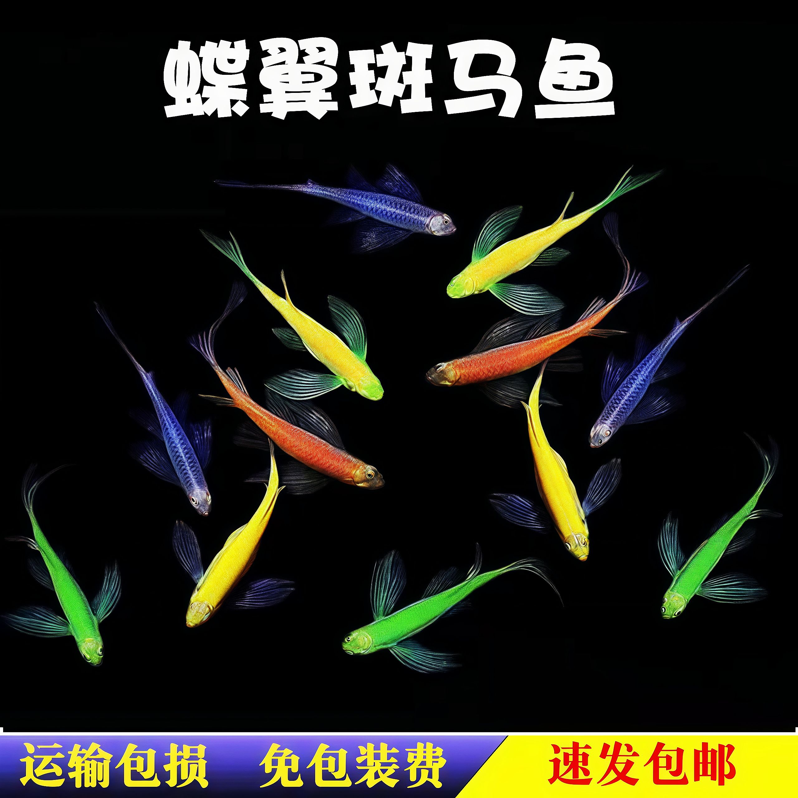 蝶翼斑马长尾冷水翡翠龙凤小型淡水荧光热带好养热带观赏包邮鱼