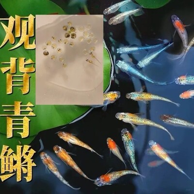 观背鱼卵13品种冷水受精卵天使之翼小型观赏鱼孵化青鳉鱼卵可孵化