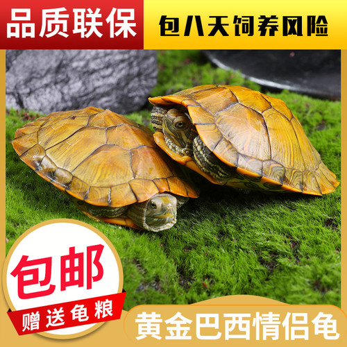 招财黄金龟好养耐活观赏巴西龟