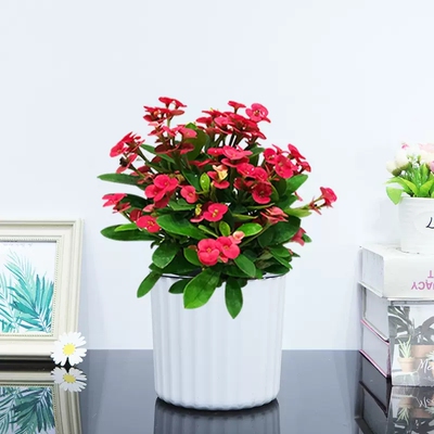 铁海棠盆栽花卉室内盆景绿植四季开花虎刺梅办公阳台花卉开花植物