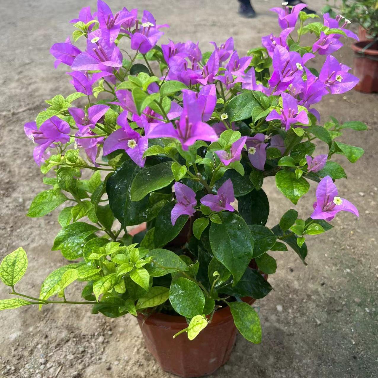 爬藤植物庭院老桩四季开花三角梅