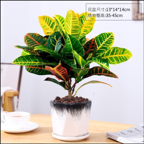 七彩变叶木盆栽植物室内花卉阳台