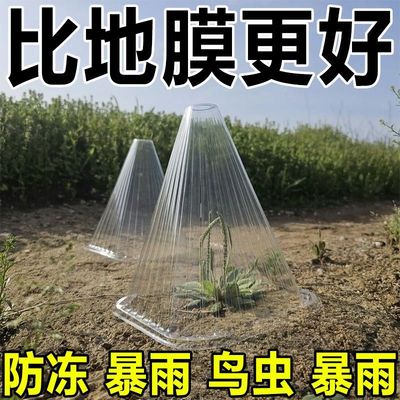 蔬菜植物罩瓜苗幼苗育苗