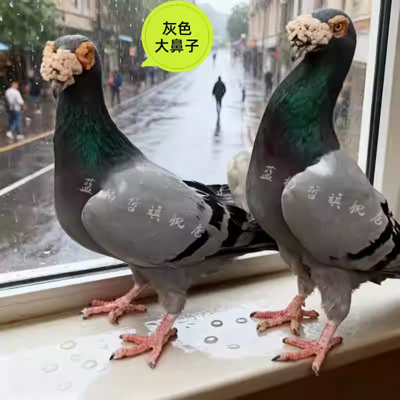 【大鼻子】灰色大鼻子种鸽观赏鸽活物一对包邮包健康便宜鸽子领养,宠物/宠物食品及用品,鸟,淘宝优惠券,粉丝福利购,淘宝优惠卷