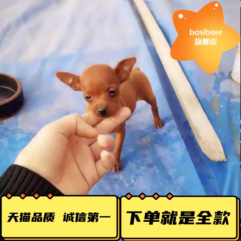 小鹿犬幼犬纯种小鹿狗活物短毛小型犬迷你宠小鹿小体狗活幼体物狗-封面