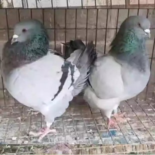 正宗纯种元宝鸽种鸽青年鸽一对鸽子活纯种白色大型观赏鸽活物包邮