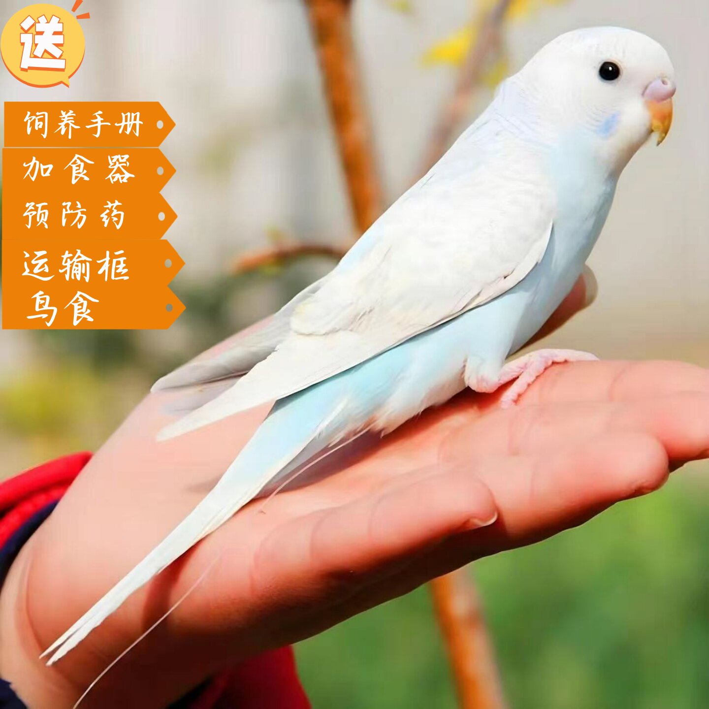 【养殖场直发】虎皮鹦鹉活鸟活物小鸟可学说话的鸟类宠物鸟各种鸟