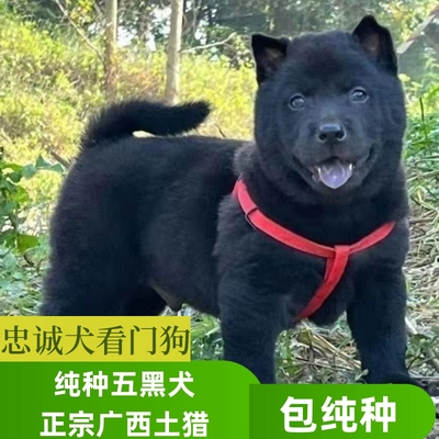 纯种血统中华五黑田园犬虎头猫耳大头版全黑舌头广西田园土猎幼犬