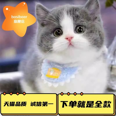 纯种英短蓝猫Basibaer好养活