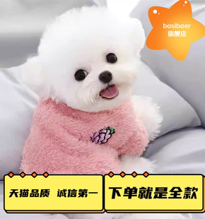 纯种比熊幼犬长不大不掉毛飞耳法国比犬小型熊犬茶杯犬活体宠物狗