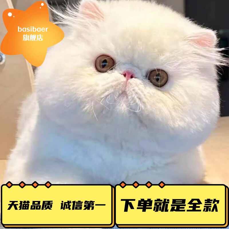 加菲猫幼崽活纯体种波斯猫舍长毛红虎斑净梵网红小胖黑白宠物猫咪