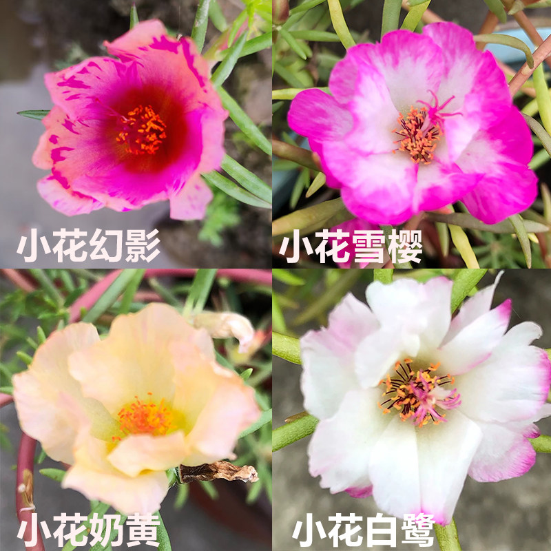 宿根单瓣太阳花室外松叶牡丹新品