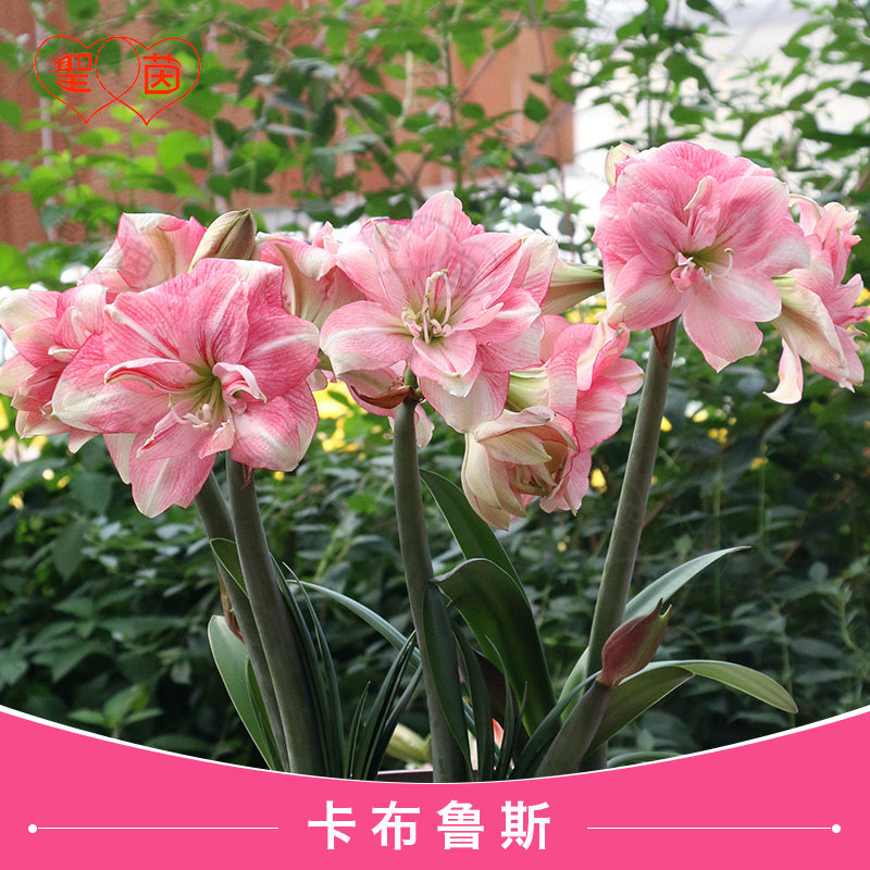 圣茵朱顶红种球卡布鲁斯/迪斯科进口开花球大花多年生植物种球盆,鲜花速递/花卉仿真/绿植园艺,种球/裸根,淘宝优惠券,粉丝福利购,淘宝优惠卷