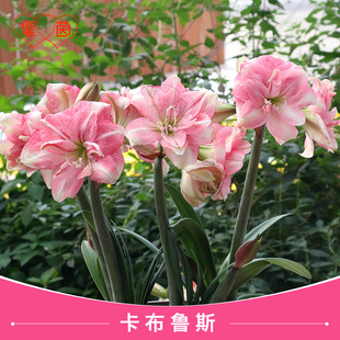 圣茵朱顶红种球卡布鲁斯/迪斯科进口开花球大花多年生植物种球盆