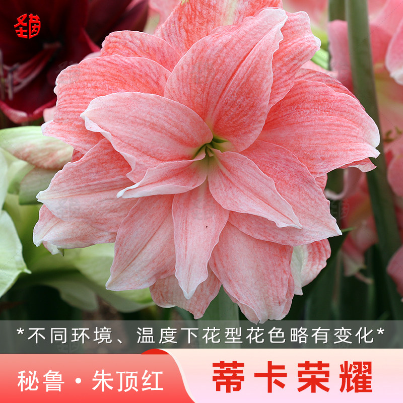 圣茵朱顶红蒂卡荣耀多年生阳台种球进口重瓣阳台盆栽室内种植