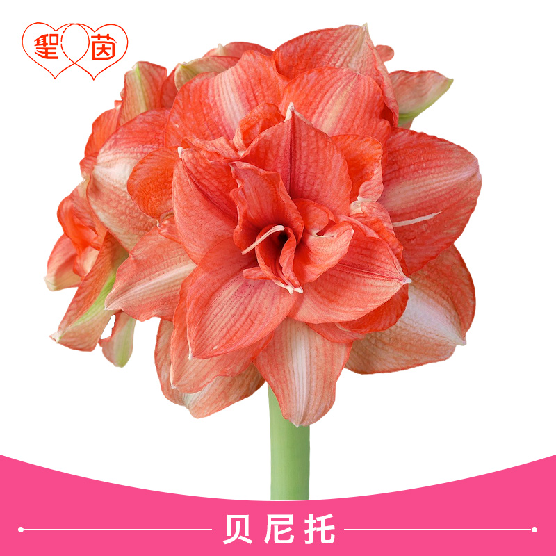 圣茵荷兰进口重瓣朱顶红 贝尼托  易活懒人植物现货球根