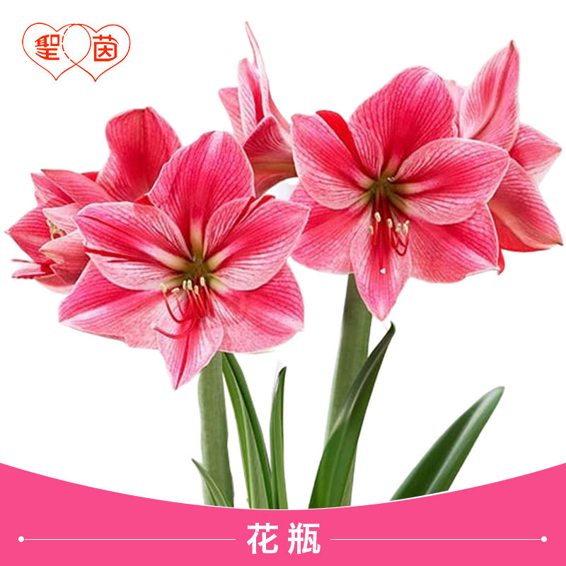 圣茵荷兰进口朱顶红花瓶四季图片
