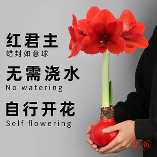圣茵蜡封朱顶红 红君主蜡球 无水无土开花室内装饰创意好打理花卉