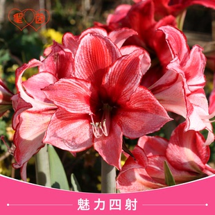 圣茵朱顶红 魅力四射 种球室内盆栽进口球根花卉花园