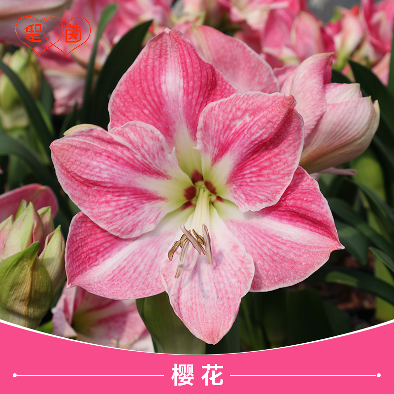 圣茵朱顶红种球樱花进口球根花卉阳台植物球根易成活四季种植,鲜花速递/花卉仿真/绿植园艺,种球/裸根,淘宝优惠券,粉丝福利购,淘宝优惠卷