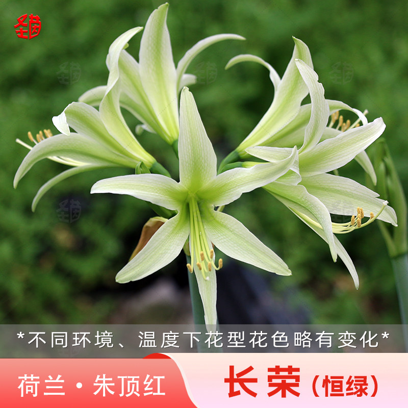 圣茵荷兰进口朱顶红种球图片