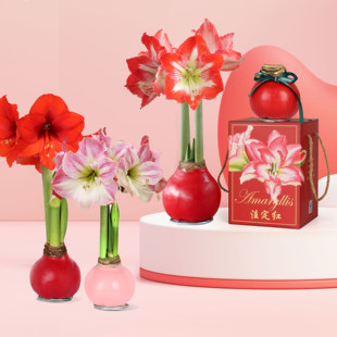 圣茵蜡封朱顶红 米娜瓦/智慧女神蜡球无水无土开花室内装饰