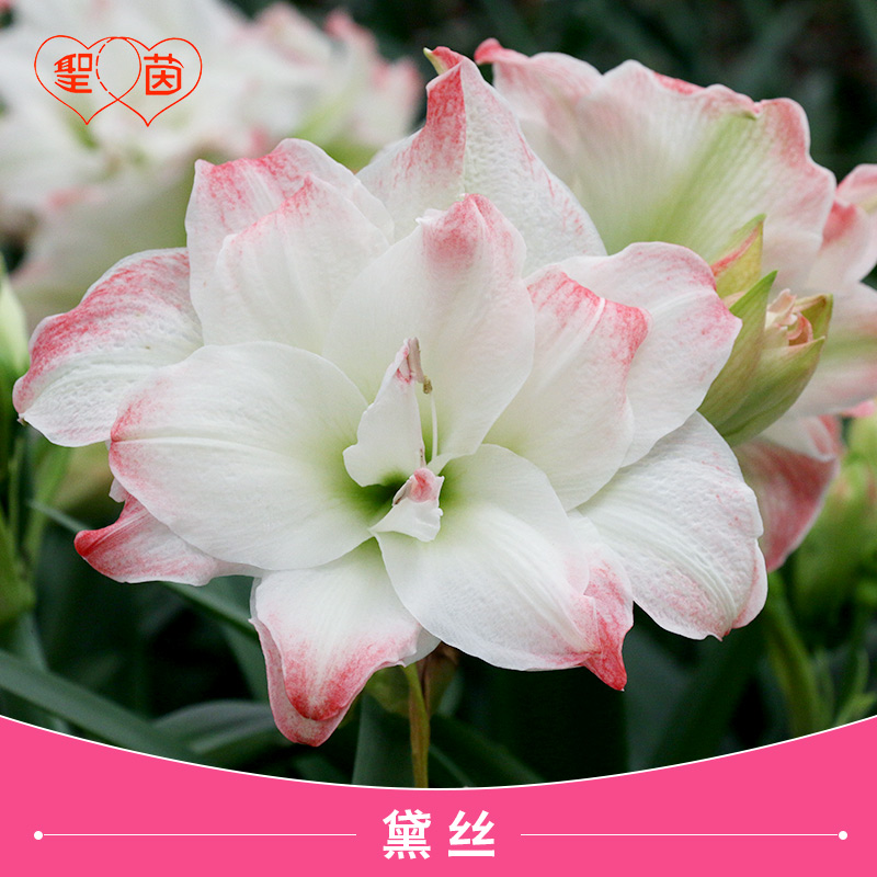 圣茵朱顶红花卉 黛丝 进口开花球种球花卉种植盆栽地栽绿植球根