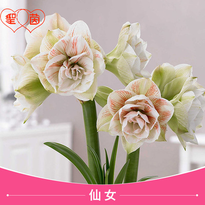 圣茵春夏季朱顶红荷兰