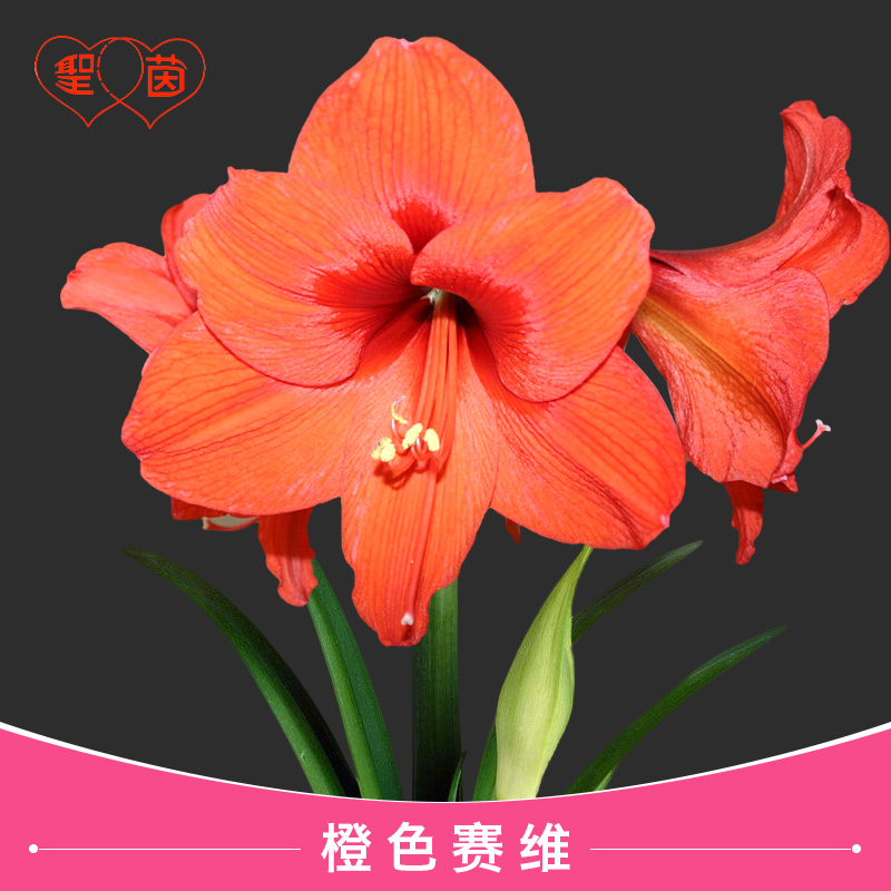 进口朱顶红橙色耐旱阳台绿植