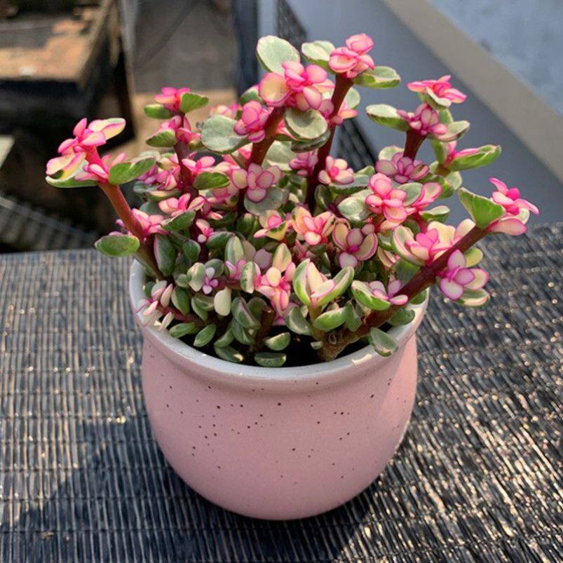 花开满满】金枝玉叶棒棒糖老桩多肉办公室内桌面绿植物花卉盆栽