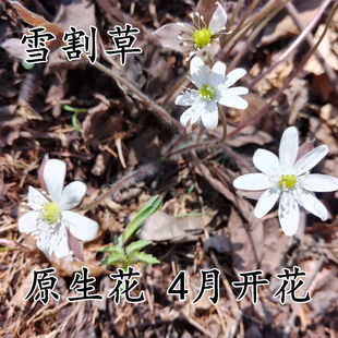 雪割草花顶雪开花獐耳细辛新奇袖珍花盆栽早春花阳台庭院盆栽地栽