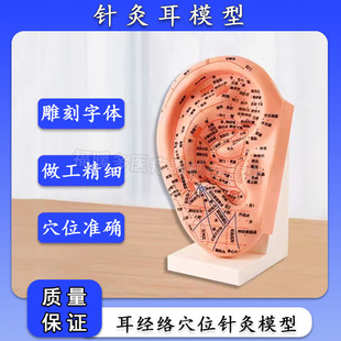 大字清晰23cm耳朵穴位模型耳模外耳廓针灸耳穴模具刻字版 按摩理疗