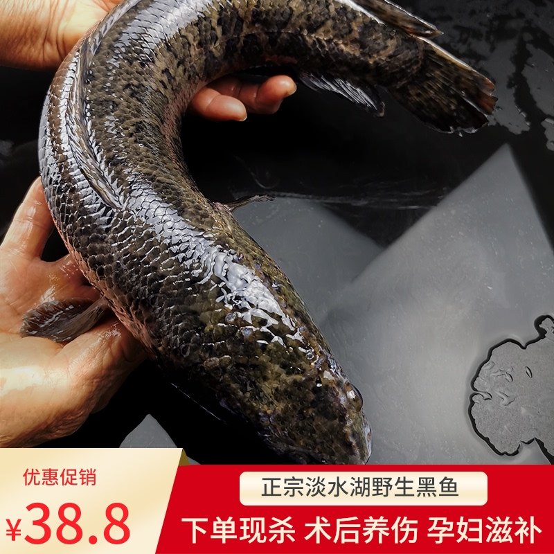 蛇鱼可以食用吗,蛇鱼怎么吃最有营养,食用蛇_大山谷图库