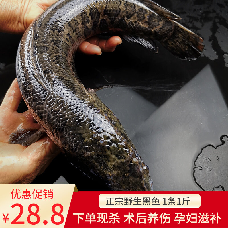野捕黑鱼活鱼蛇鱼鲜活生鱼财鱼乌鳢淡水鱼乌鱼蛇头鱼炖汤术后滋补