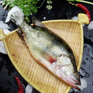 淡水鱼生态鳜鱼现杀桂鱼鲜活鲑鱼桂花鱼新鲜季花鱼贵鱼鳌花鱼活鱼