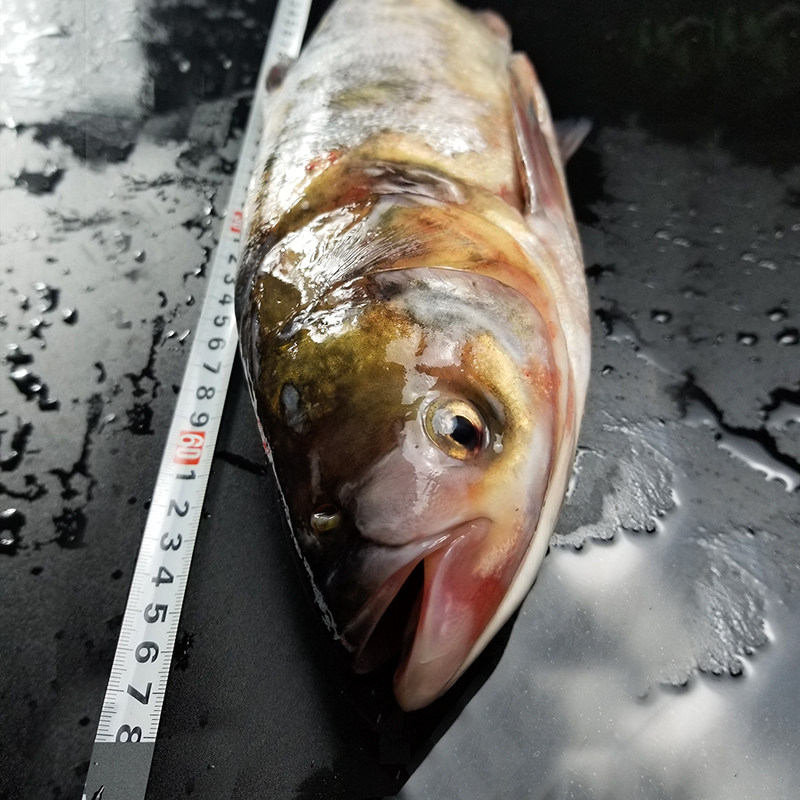 鲜活花鲢现杀胖头鱼鱼头