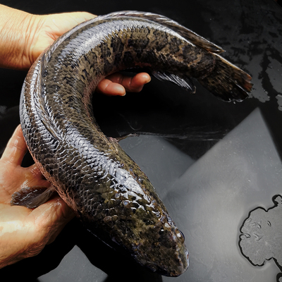 鲜活黑鱼现捕现杀整条