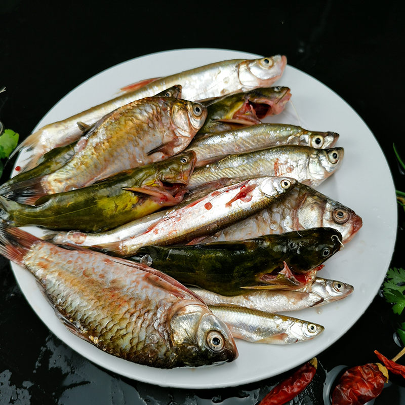 新鲜小鱼小杂鱼鲜活河鲜小河鱼杂鱼活鱼鲫鱼昂刺鱼餐条鱼淡水野鱼 水产肉类/新鲜蔬果/熟食 淡水鱼类 原图主图