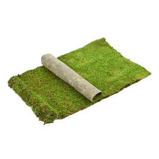 黄缘龟缸造景鲜活苔藓乌龟饲养缸微景观植物水陆雨林缸铺面青苔