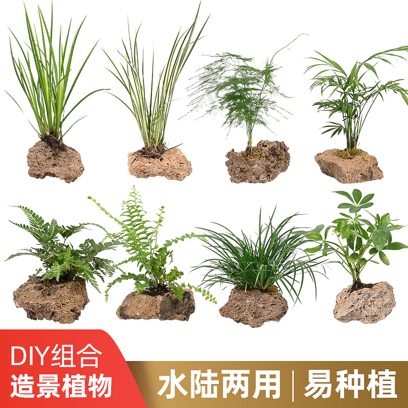 黄缘龟造景植物养龟生态缸绿植