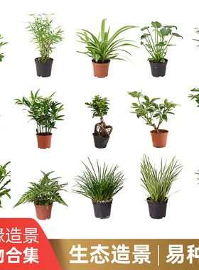 黄缘龟造景植物乌龟生态缸真绿植半水龟安缘专用饲养箱装饰摆件