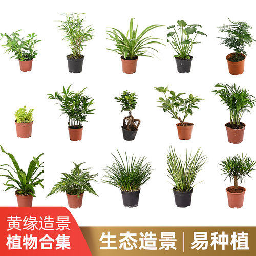 黄缘龟造景植物乌龟生态缸绿植