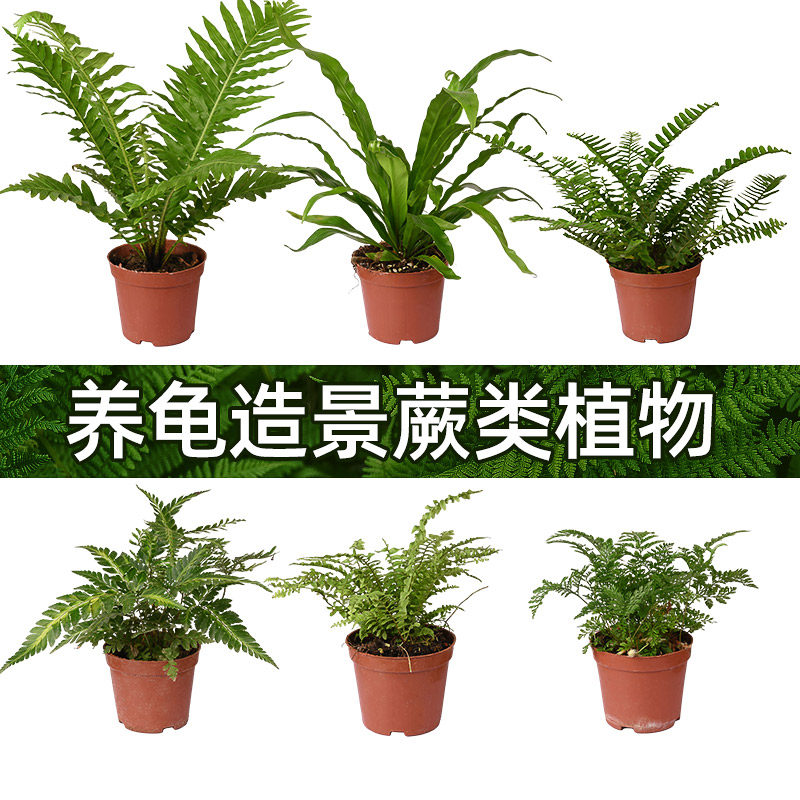 黄缘龟专用缸造景绿植图片