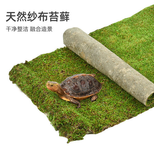 黄缘乌龟缸造景鲜活苔藓铺面青苔