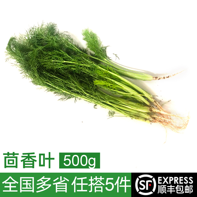 新鲜茴香叶500g 茴香苗饺子馅料茴香菜蔬菜 5件包邮